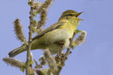 Willow Warbler